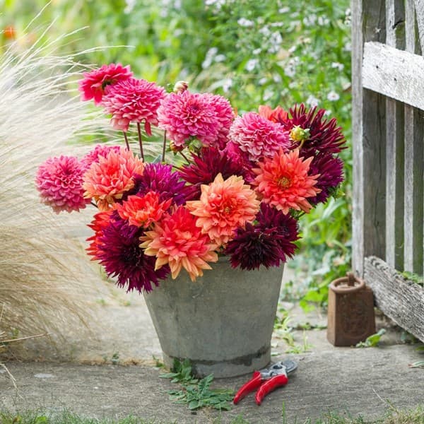 Chrysanthemums, Dahlias, Bulbs, Bedding and Basket Flower Plants from